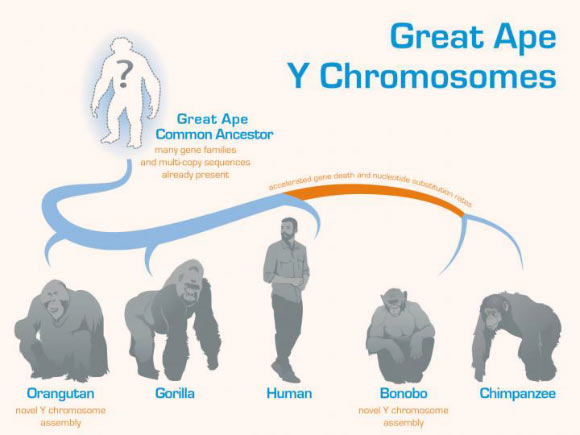 Cechova et al. reconstructed the ancestral sequence of the great ape Y chromosome by comparing three existing (gorilla, human, and chimpanzee) and two newly-generated (orangutan and bonobo) Y chromosome assemblies. Image credit: Dani Zemba and Monika Cechova, Penn State University.