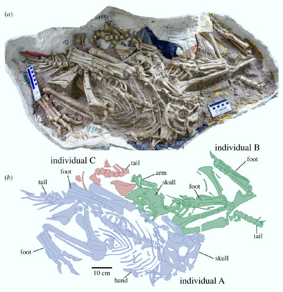 Holotype block with skeletons of Oksoko avarsan in ventral view; colors distinguish different individuals; the holotype individual is in blue. Image credit: Funston et al, doi: 10.1098/rsos.201184.
