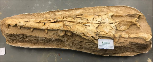 The fossilized skull of Gavialimimus almaghribensis. Image credit: Catie Strong.