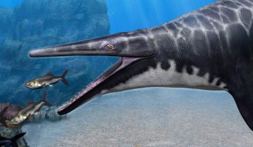 Life reconstruction of Gavialimimus almaghribensis hunting a school of teleosts. Image credit: Tatsuya Shinmura.
