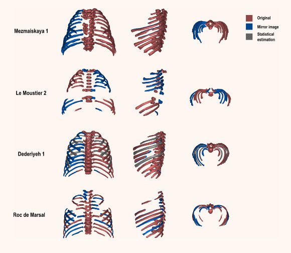 Virtual reconstruction of the four Neanderthal individuals studied by García-Martínez et al.; bones that are preserved in the original specimen are shown in red, whereas mirror images are shown in blue and statistical estimations in gray. Image credit: García-Martínez et al., doi: 10.1126/sciadv.abb4377.