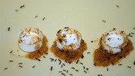 When faced with the risk of drowning, black imported fire ants (Solenopsis richteri) used sand to siphon liquid food out of containers. Image credit: Zhou et al.