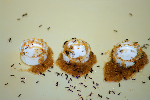 When faced with the risk of drowning, black imported fire ants (Solenopsis richteri) used sand to siphon liquid food out of containers. Image credit: Zhou et al.
