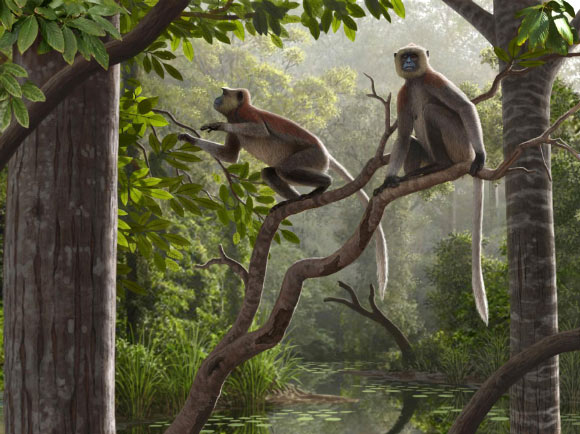 Life reconstruction of Mesopithecus pentelicus. Image credit: Mauricio Antón.