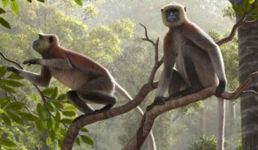 Life reconstruction of Mesopithecus pentelicus. Image credit: Mauricio Antón.