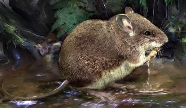 An artist’s illustration of Colomys lumumbai. Image credit: Velizar Simeonovski, Field Museum.