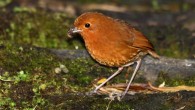 The Muisca antpitta (Grallaria rufula). Image credit: Nigel Voaden / CC BY-SA 2.0.