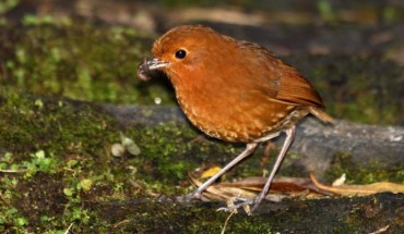 The Muisca antpitta (Grallaria rufula). Image credit: Nigel Voaden / CC BY-SA 2.0.