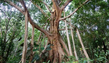 Zhang et al. reveal the genomic changes that allow the Chinese banyan tree (Ficus microcarpa) to produce roots that spring from its branches. Image credit: Gang Wang.