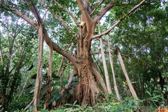 Zhang et al. reveal the genomic changes that allow the Chinese banyan tree (Ficus microcarpa) to produce roots that spring from its branches. Image credit: Gang Wang.