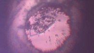 This image shows the sample chamber inside of a diamond anvil cell, looking axially through the top diamond. The sample originally exists of carbon and sulfur, shown as a black powder, sitting inside a hydrogen-rich environment. The sample is at 4 GPa and is illuminated by 10 mW of 532 nm of laser light to initiate and take to completion the photochemical reaction to produce a Van der Waals solid. Image credit: Snider et al., doi: 10.1038/s41586-020-2801-z.