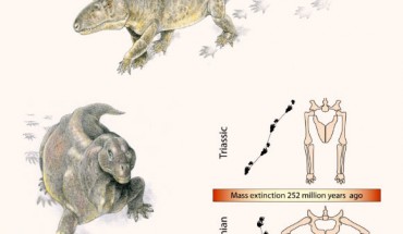 Posture shift at the end of the Permian period, 252 million years ago. Before the crisis, most reptiles had sprawling posture; afterwards they walked upright. This may have been the first sign of a new pace of life in the Triassic. Image credit: Jim Robins, University of Bristol.