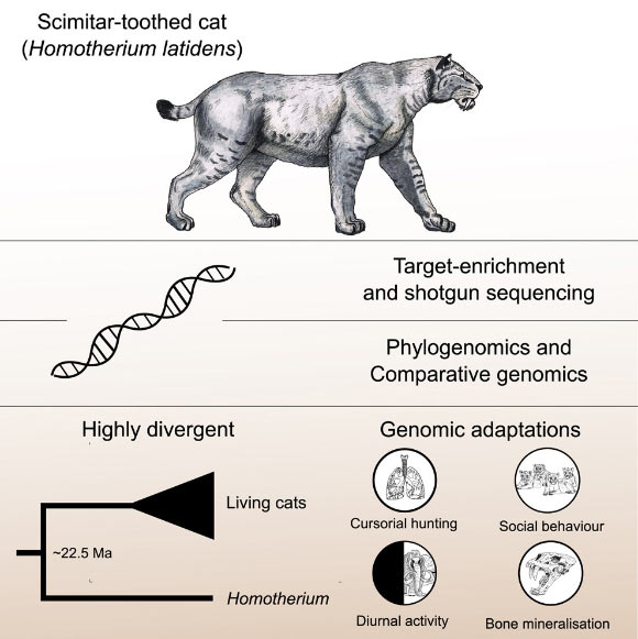 Barnett et al. generated a 7x nuclear genome and a 38x exome from Homotherium latidens using shotgun and target-capture sequencing approaches. Image credit: Barnett et al., doi: 10.1016/j.cub.2020.09.051.