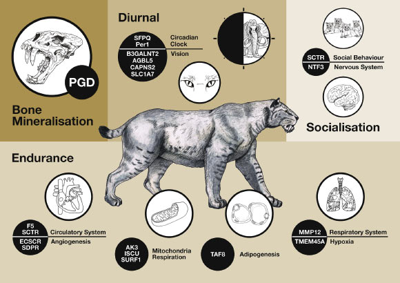 Depiction of 18 of the 31 genes under positive selection with high values in the genome of Homotherium latidens; hypothetical functions and the adaptive insights that these provide on the species’ behavior, morphology, and functional adaptations are also shown; additional genes not depicted here are likely involved in cellular processes such as apoptosis, protein synthesis, and protein signaling, as well as immunity/cancer, olfaction, and reproduction. Image credit: Barnett et al., doi: 10.1016/j.cub.2020.09.051.