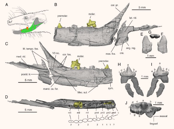 Digital rendering of the holotype left dentary of Kalaallitkigun jenkinsi from the mid-to-late Norian of the Fleming Fjord Formation, East Greenland: (A) the life position of the preserved part of the dentary; (B-D) the dentary in labial (B), lingual (C), and occlusal (D) views; (E-G) the only preserved premolariform in labial (E), lingual (F), and occlusal (G) views; (H-J) the only preserved molariform (m2) in lingual (H), labial (I), and occlusal (J) views. M1-3 mark the position of molariforms (2 is double rooted); pm1-4 mark the position of the premolariforms (1 is single, 2 is double rooted); c marks the position of the canine; (A, G, and B) 1-b4 indicate cusp assignments in the molariform. Abbreviations: ang. reg. - angular region, cre. – crest, premolar. – premolariform, molar. – molariform, cor. pr. - coronoid process, cor. fos. - coronoid fossa, M. tempo. fos. - M. temporalis fossa, V3 no. - V3 notch for the mandibular nerve entering the mandibular canal, Mec. sul. - Meckel’s sulcus, mand. ca. for. - mandibular canal foramen, mas. fos. - masseteric fossa, lat. rid. - lateral ridge, postd. tr. - postdentary trough, med. rid. - medial ridge, and sym. – symphysis. Image credit: Sulej et al., doi: 10.1073/pnas.2012437117.