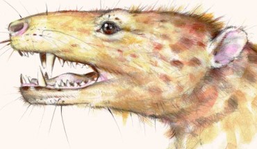 An artist’s impression of Kalaallitkigun jenkinsi. Image credit: Marta Szubert.