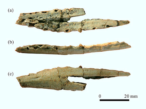 Incomplete articulated lower jaws of Ordosipterus planignathus: (a) dorsal view, (b) left lateral view, (c) ventral view. Image credit: Shu-an Ji, doi: 10.31035/cg2020007.