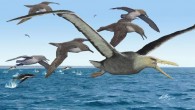 An artist’s depiction of ancient albatrosses harassing a pelagornithid as penguins frolic in the oceans around Antarctica 50 million years ago. Image credit: Brian Choo.