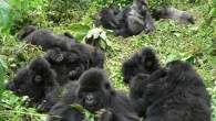 Morrison et al. suggest that mountain gorillas (Gorilla beringei beringei) show weak territoriality and that, as in humans, this territoriality is sensitive to differences in social relationships. Image credit: Veronica Vecellio.