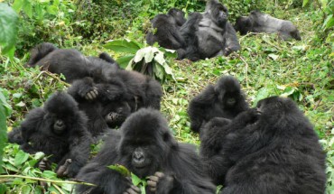 Morrison et al. suggest that mountain gorillas (Gorilla beringei beringei) show weak territoriality and that, as in humans, this territoriality is sensitive to differences in social relationships. Image credit: Veronica Vecellio.