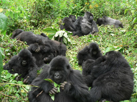 Morrison et al. suggest that mountain gorillas (Gorilla beringei beringei) show weak territoriality and that, as in humans, this territoriality is sensitive to differences in social relationships. Image credit: Veronica Vecellio.
