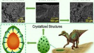 Elejalde-Cadena et al. present a detailed structural and morphological analysis of different dinosaur eggshells such as Spheroolithus, lambeosaurinae, Prismatoolithus, and one unidentified eggshell performed by high-resolution scanning electron microscopy. Image credit: Elejalde-Cadena et al., doi: 10.1021/acsomega.0c03334.