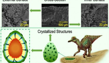 Elejalde-Cadena et al. present a detailed structural and morphological analysis of different dinosaur eggshells such as Spheroolithus, lambeosaurinae, Prismatoolithus, and one unidentified eggshell performed by high-resolution scanning electron microscopy. Image credit: Elejalde-Cadena et al., doi: 10.1021/acsomega.0c03334.