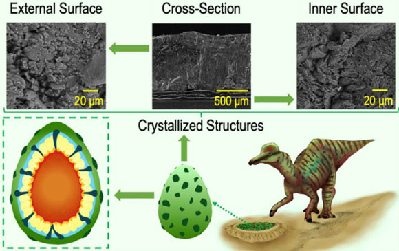 Elejalde-Cadena et al. present a detailed structural and morphological analysis of different dinosaur eggshells such as Spheroolithus, lambeosaurinae, Prismatoolithus, and one unidentified eggshell performed by high-resolution scanning electron microscopy. Image credit: Elejalde-Cadena et al., doi: 10.1021/acsomega.0c03334.