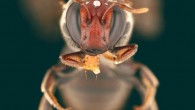 Meroglossa gemmata. Image credit: James Dorey, Flinders University.