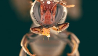 Meroglossa gemmata. Image credit: James Dorey, Flinders University.