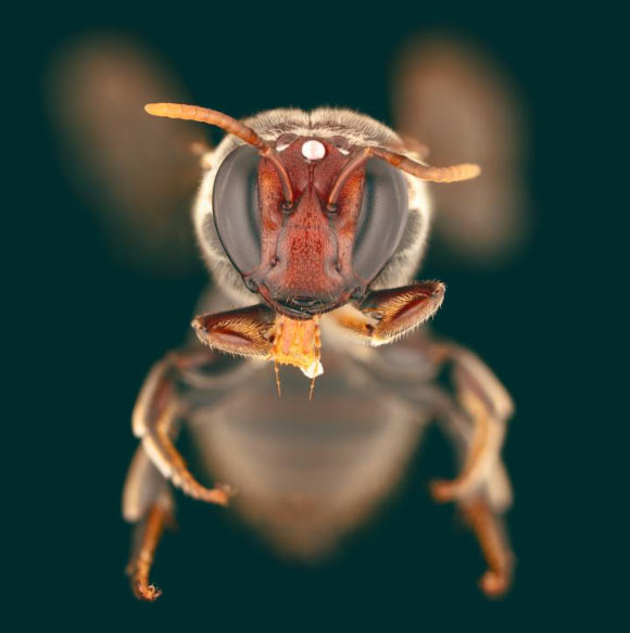 Meroglossa gemmata. Image credit: James Dorey, Flinders University.