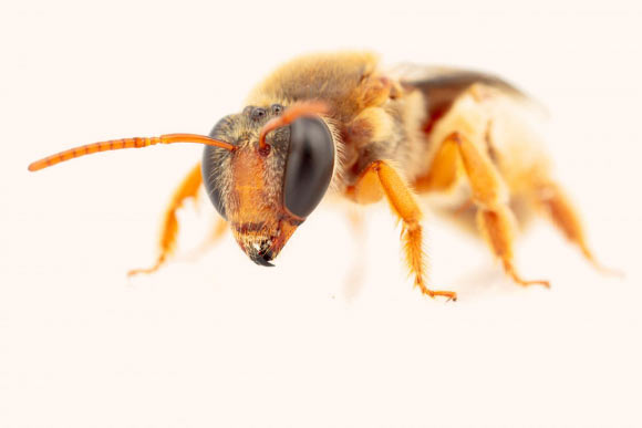 Reepenia bituberculata. Image credit: James Dorey, Flinders University.