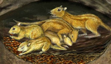 An artistic reconstruction of a social group of Filikomys primaevus in a burrow. Image credit: Misaki Ouchida.