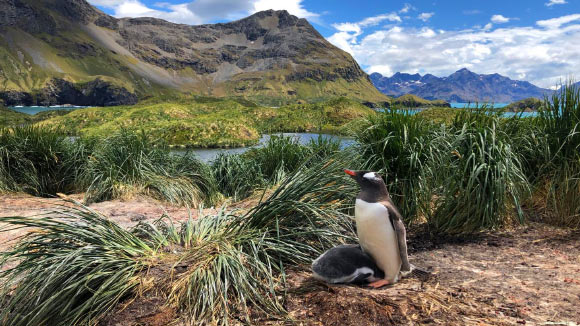 South Georgia gentoo penguins (Pygoscelis poncetii) live in more northerly habitats where conditions are milder, than their Southern gentoo cousins which live on the Antarctic ice. Image credit: Gemma Clucas.