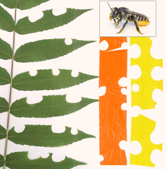Examples of leaf-cutter bee use of a sumac leave and two pieces of plastic flagging. Image credit: Wilson et al.