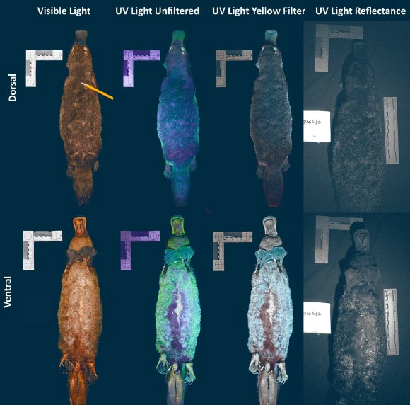 A male platypus (Ornithorhynchus anatinus) museum specimen collected from Tasmania, Australia, photographed under visible light and 385-395 nm UV light without and with a yellow camera lens filter. Cyan to green biofluorescence of 500 nm is seen in the middle panels. UV absorption is indicated by dark areas in the far right panel. Image credit: Anich et al., doi: 10.1515/mammalia-2020-0027.
