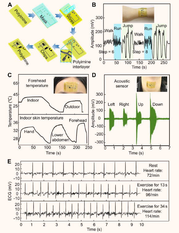 Fabrication processes and sensing performance of the multifunctional wearable electronics: (A) schematic illustration of the fabrication processes of the multifunctional wearable electronics; (B) motion tracking performance with the multifunctional device worn on the wrist; (C) indoor and outdoor body temperatures acquired using the wearable electronics mounted on the forehead (top) and comparison of measured indoor body temperatures when the wearable electronics is mounted at different locations (bottom); (D) acoustic data acquired using the wearable electronics mounted on the neck; (E) ECG data acquired using the wearable electronics when the participant is at rest (top), and after exercising for 13 s (middle) and 34 s (bottom). Image credit: Chuanqian Shi, University of Colorado, Boulder.