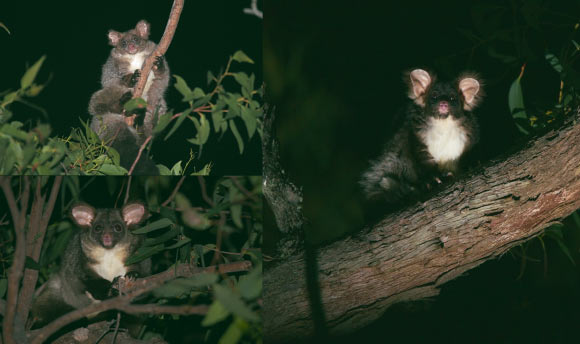 Petauroides minor (top left), Petauroides armillatus (bottom left) and Petauroides volans (right) greater gliders. Image credit: Denise McGregor / Jasmine Vink.