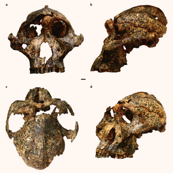 The DNH 155 cranium of Paranthropus robustus photographed in frontal (a), left lateral (b), superior (c) and oblique (d) views. Scale bar - 10 mm. Image credit: Martin et al., doi: 10.1038/s41559-020-01319-6.