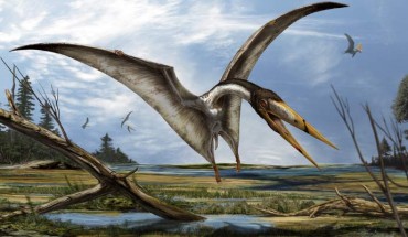 An artist’s impression of the azhdarchids pterosaur Alanqa saharica. Image credit: Davide Bonadonna.