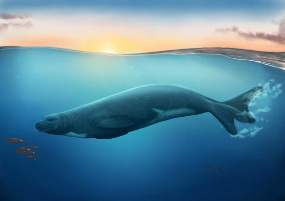 An artist’s impression of Eomonachus belegaerensis. Image credit: Jaime Bran / Te Papa Museum.