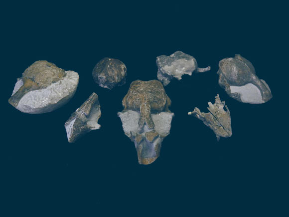 The well-preserved specimens of Eomonachus belegaerensis. Image credit: Rule et al.