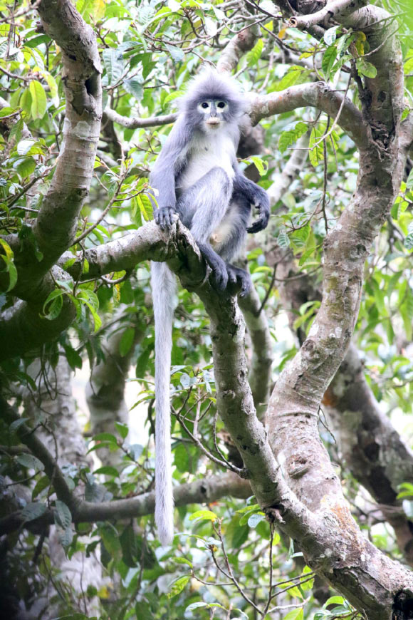 The Popa langur (Trachypithecus popa). Image credit: Thaung Win.
