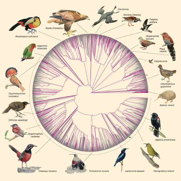 The newly-sequenced genomes densely cover the bird tree of life: the 10,135 bird species are shown on a draft phylogeny that synthesizes taxonomic and phylogenetic information; in total, 363 species, covering 92.4% of all families, now have at least one genome assembly per sequenced family (purple branches); the gray arc marks the diverse Passeriformes radiation, with 6,063 species, of which 173 species have genome assemblies now; chicken (*) and zebra finch (**) are marked for orientation. Image credit: Feng et al., doi: 10.1038/s41586-020-2873-9.