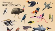 Feng et al. report a substantial step towards the dense representation of avian phylogenetic and molecular diversity, by analyzing 363 genomes from 92.4% of bird families. Image credit: Jon Fjeldsa / Josefin Stiller / University of Copenhagen.