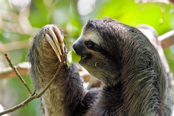 The Zoonomia Project brings the fraction of eutherian mammal families that are represented by at least one assembly to 83%. This image shows the brown-throated sloth (Bradypus variegatus) in the Cahuita National Park, Costa Rica. Image credit: Christian Mehlführer / CC BY 2.5.