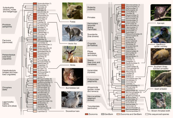 Phylogenetic tree of the mammalian families in the Zoonomia Project alignment, including both new assemblies and all other high-quality mammalian genomes publicly available in GenBank when the team started the alignment. Existing taxonomic classifications recognize a total of 127 extant families of eutherian mammal, including 43 families that were not previously represented in GenBank (red boxes) and 41 families with additional representative genome assemblies (pink boxes). Of the remaining families, 21 had GenBank genome assemblies but no Zoonomia Project assembly (gray boxes) and 22 had no representative genome assembly (white boxes). Parenthetical numbers indicate the number of species with genome assemblies in a given family. Image credit: Genereux et al., doi: 10.1038/s41586-020-2876-6.