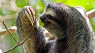 The Zoonomia Project brings the fraction of eutherian mammal families that are represented by at least one assembly to 83%. This image shows the brown-throated sloth (Bradypus variegatus) in the Cahuita National Park, Costa Rica. Image credit: Christian Mehlführer / CC BY 2.5.