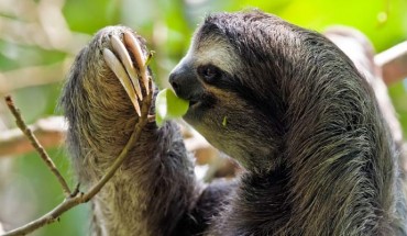 The Zoonomia Project brings the fraction of eutherian mammal families that are represented by at least one assembly to 83%. This image shows the brown-throated sloth (Bradypus variegatus) in the Cahuita National Park, Costa Rica. Image credit: Christian Mehlführer / CC BY 2.5.