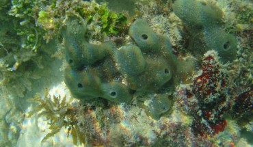 Amphimedon queenslandica. Image credit: University of Queensland.